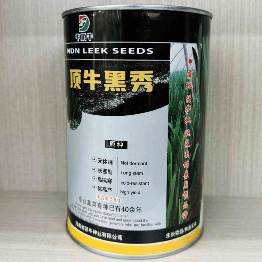 沭阳县顶牛黑秀韭菜速生长大田基地种植抗寒叶片黑绿长径直立抗病