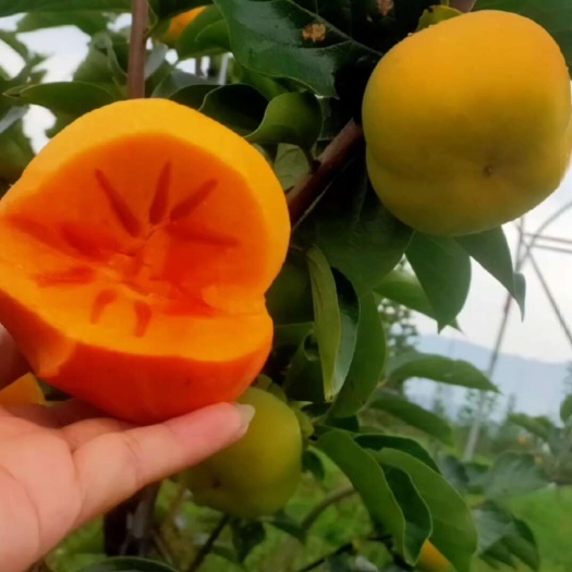 保山保山甜脆柿—保山特色水果，保山地理标志性水果，吃时令新鲜水果