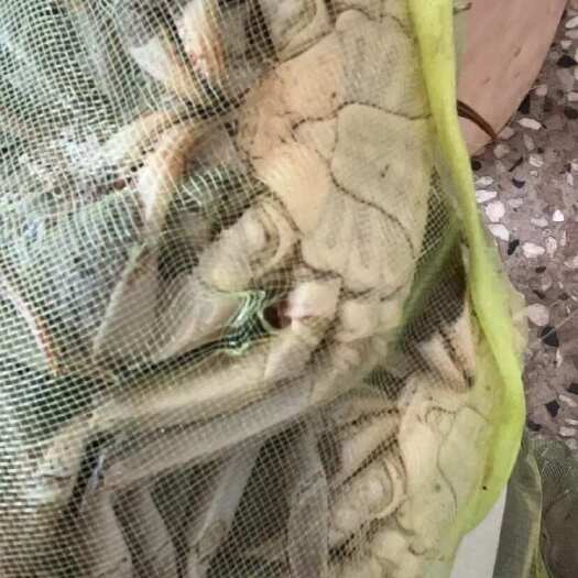 泗洪县精品大闸蟹质量保证全国可发货全规格