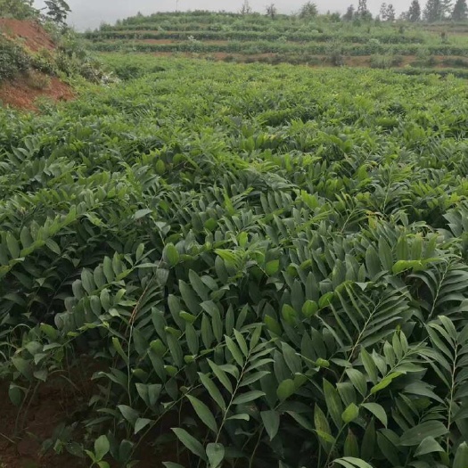 隆回县湘玉竹鲜货整车发货，欢迎各大加工厂来基地看货价优面谈