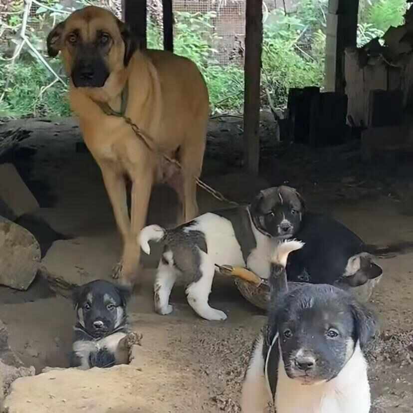 土狗家养大型土狗健康农村看家护院犬中华田园犬大黄肉食狗大型犬