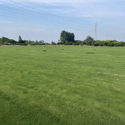 江苏镇江句容草坪基地，有马尼拉、百慕大、 天堂草，价格实惠