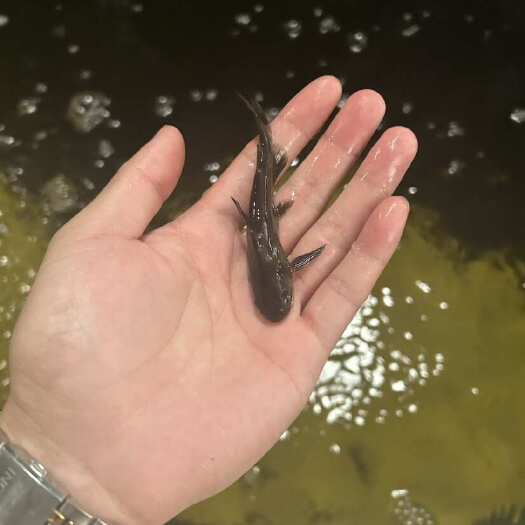 明光市黄颡鱼苗