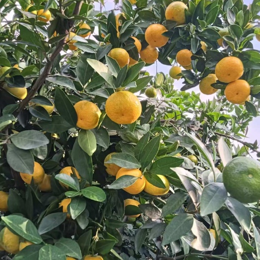 新余新余蜜橘即将上市，有感兴趣的老板可以联系我实地看园订货