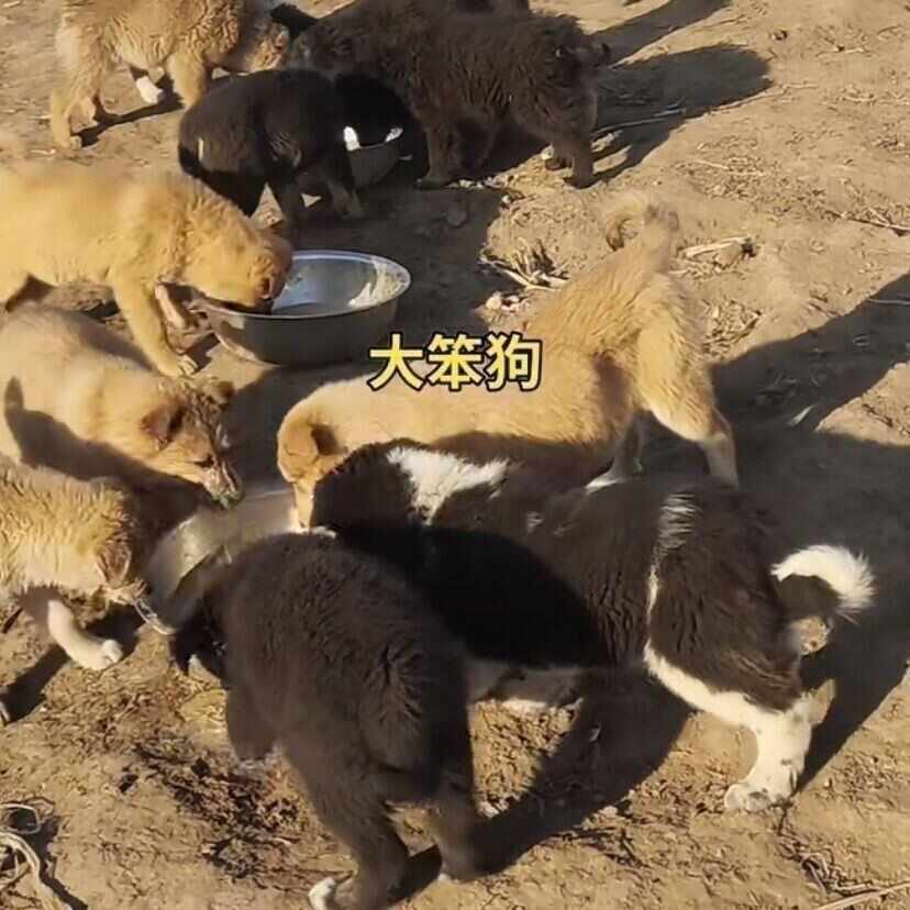 土狗家养大型土狗健康农村看家护院犬中华田园犬大黄肉食狗大型犬