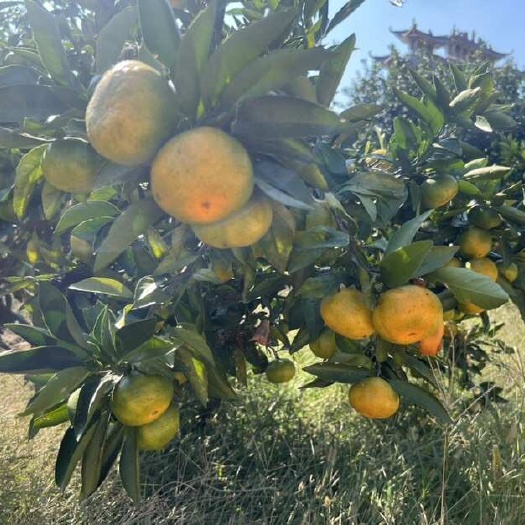 桃源县湖南常德石门蜜桔