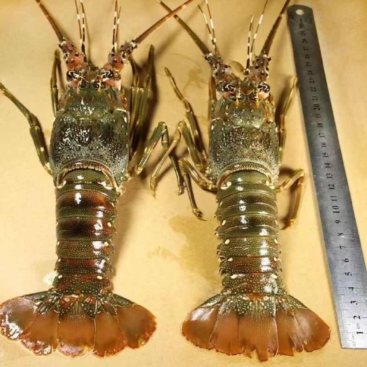 上海小青龙虾活冻急冻青龙仔超大肉多冷冻新鲜青龙虾鲜冻澳洲大龙虾