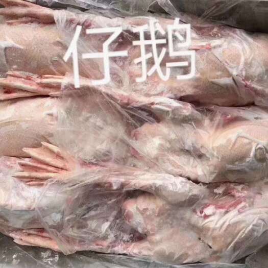 郑州白条鹅 仔鹅  6只装
