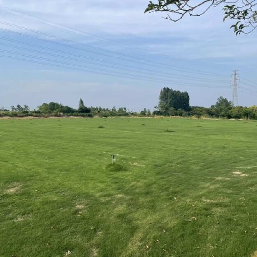 草坪基地 马尼拉 天堂草 百慕大价格便宜，量大从优。江苏句容