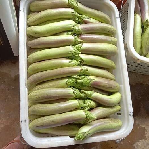 新平县冰川茄