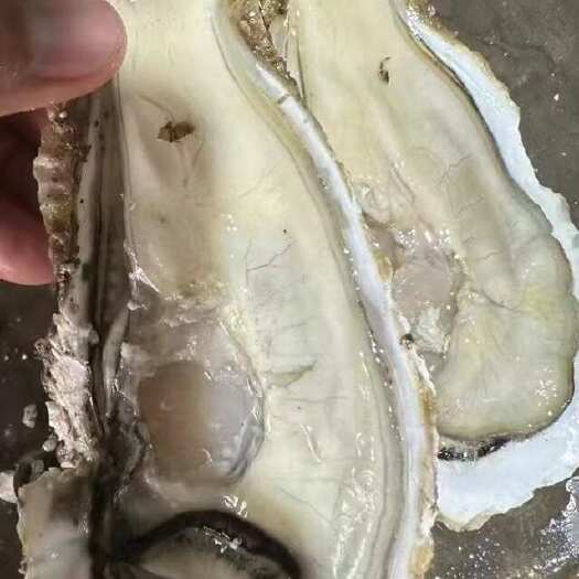连云港大小规格！乳山精品零夹瘦生蚝！精品货！一手货源！产地直销！