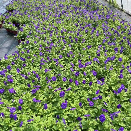 嘉兴120杯矮牵牛基地大量有货