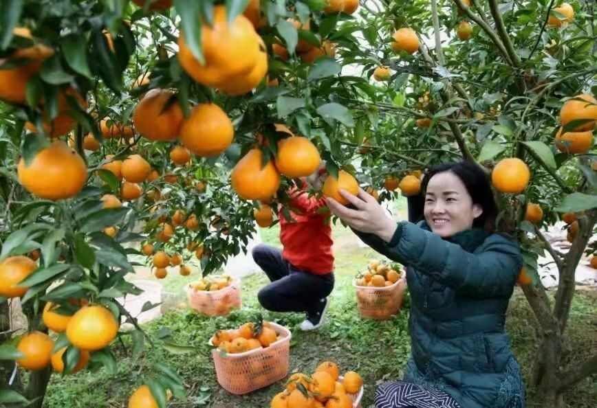 生物有机菌肥，食用菌渣，有机质50％活菌2亿／克