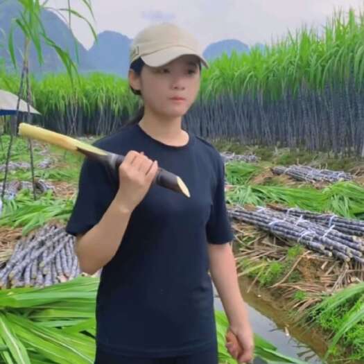 博白县广西优质黑皮甘蔗、产地直销 24小时内发货 专业一条龙服务