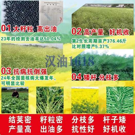 宿迁汗油1618甘蓝型油菜籽种子 蜀香油油菜籽种子