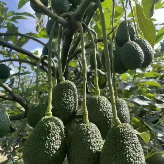 牛油果