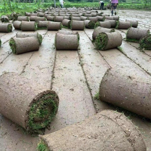 二号草基地直销价格实惠耐寒耐旱耐踩踏园林绿化工程