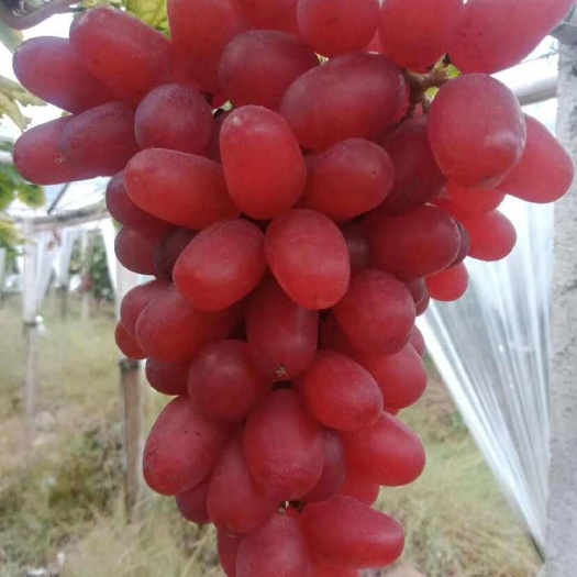 高山红提 温克