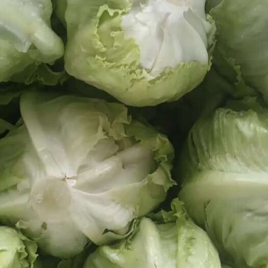 永宁县新鲜球生菜直供 批发优质蔬菜永宁银川产地直发
