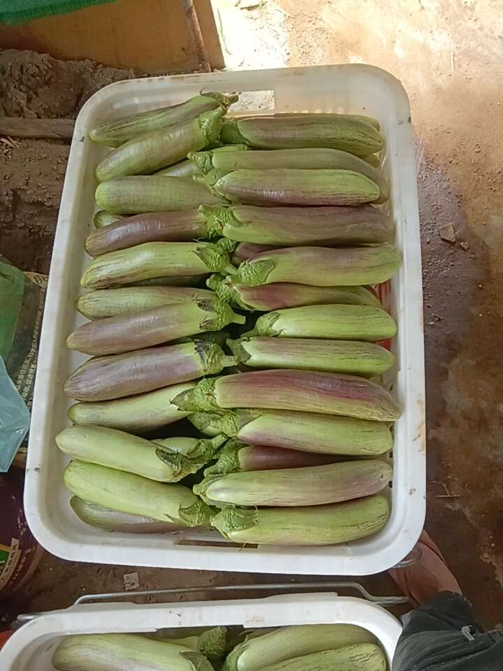 冰川茄
