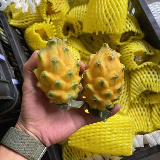 景洪市燕窝果