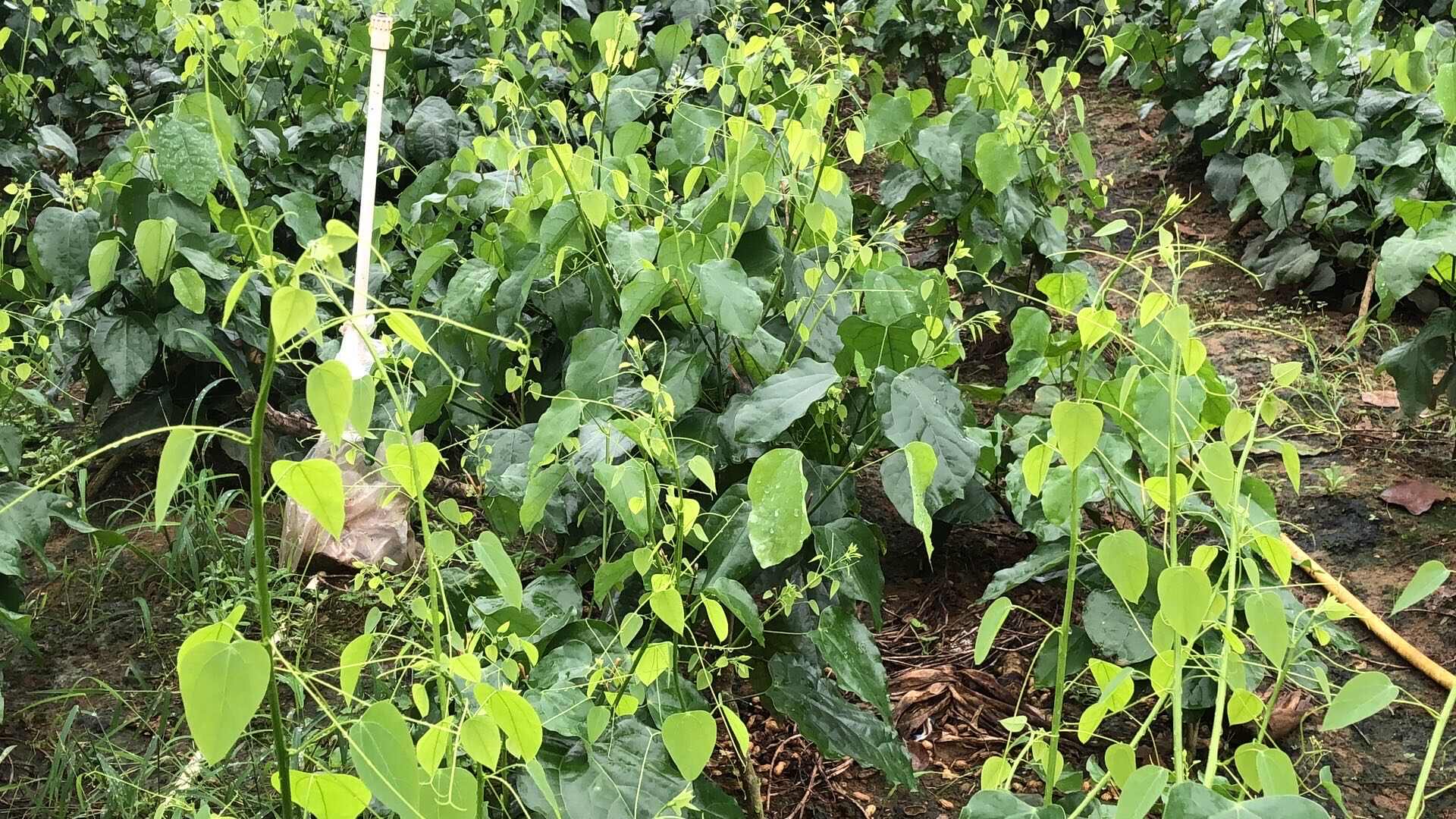 龙须菜，赤仓藤属于菜，炒的煮都非常好吃