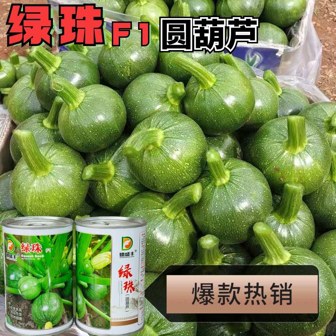圆多宝3号西葫芦种子早熟抗病短蔓矮生圆形西葫芦种子小瓜种子