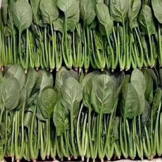 成武县精品菠菜