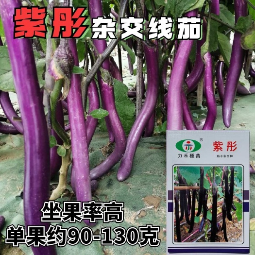 沭阳县紫彤线茄种子杂交速生易坐果紫皮白肉茄种籽基地线茄子抗病孑