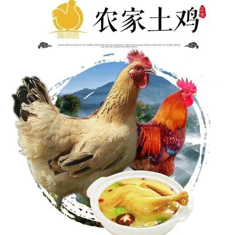 顺丰包邮老母鸡土鸡，现杀现发，送配料包