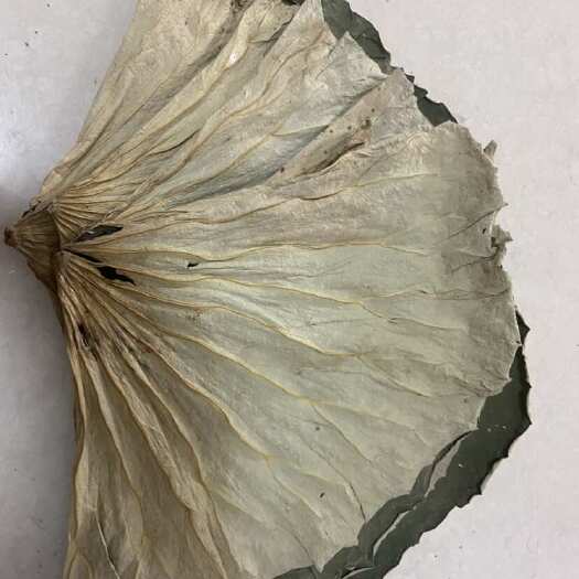 亳州安徽正宗荷叶药材新鲜叶类干品批发零售