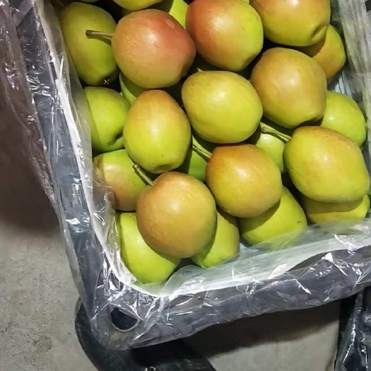 临猗县红香酥