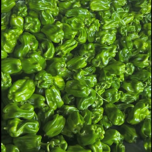 北镇市薄皮椒