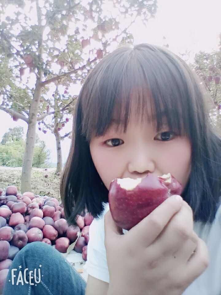 甘肃天水花牛苹果现摘现发，香甜多汁，现在还在树上的鲜果
