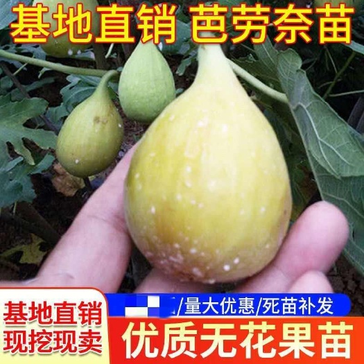 芭劳奈无花果苗 现挖保湿发货  成活率高  盆栽地栽都可以