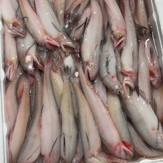 水 龙头鱼 豆腐鱼:盒冻 条冻