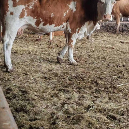 克什克腾老片母牛，可直接杀肉