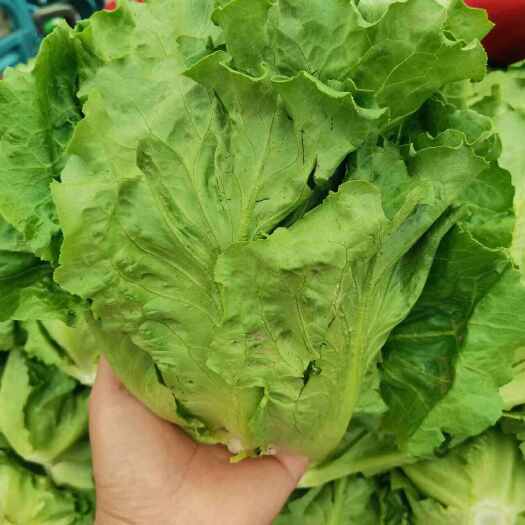 意大利生菜基地常年供应商，有需要生菜的老板可以联系我常年有货