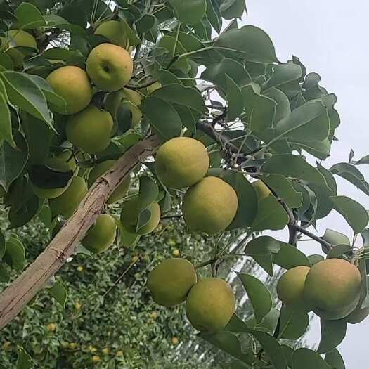 长沙香梨