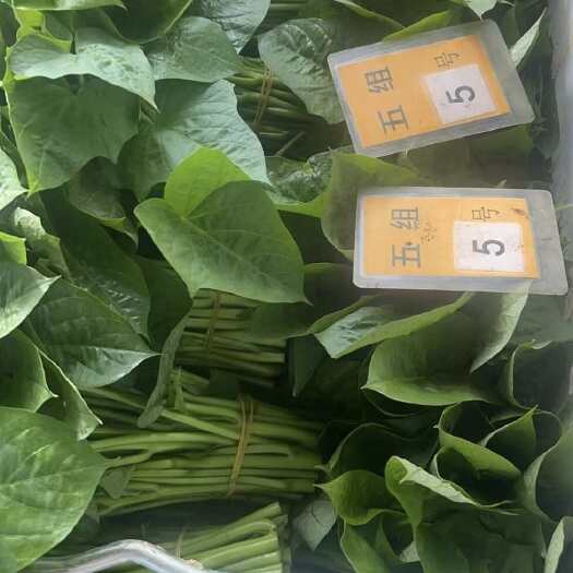 博罗县红薯叶，番薯叶