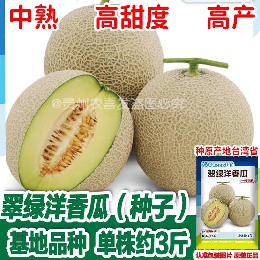 翠绿洋香瓜网纹圆形高产甜瓜种子网纹香瓜种子圆形哈密瓜