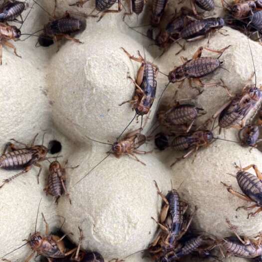 临沂蟋蟀