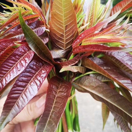 蒙自市云南露天香椿芽