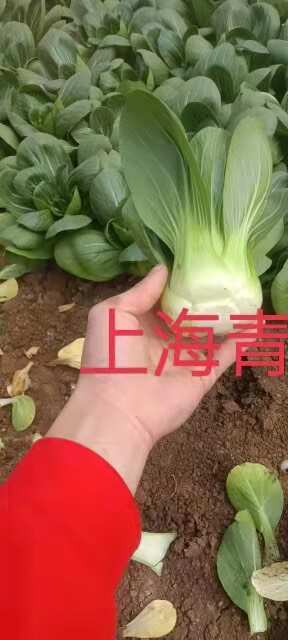 陆良县好货