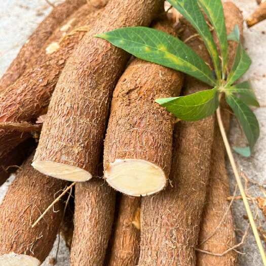 玉林黄肉木薯现挖现卖