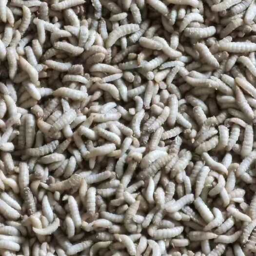 兴安县黑水虻幼虫新鲜活体饲料喂鸡鸭鱼龙虾螃蟹能改善肉的品质