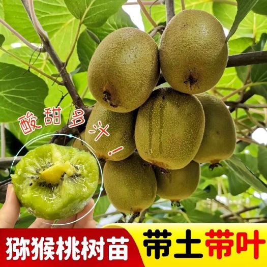 灵山县猕猴桃苗自花授粉嫁接树苗带土带叶发货南北方可种植基地直销包邮