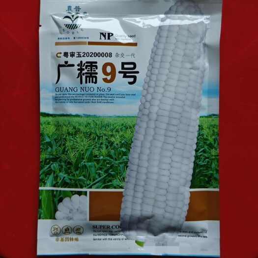 广糯9号白糯玉米种子200克广州市农科院农普牌杂交纯白玉米种