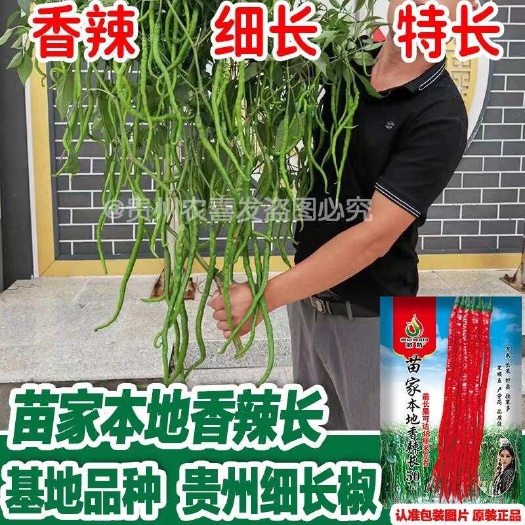 凯里市苗家本地香辣长贵州细长线椒种子产量高辣椒种子鸡爪辣椒细线椒