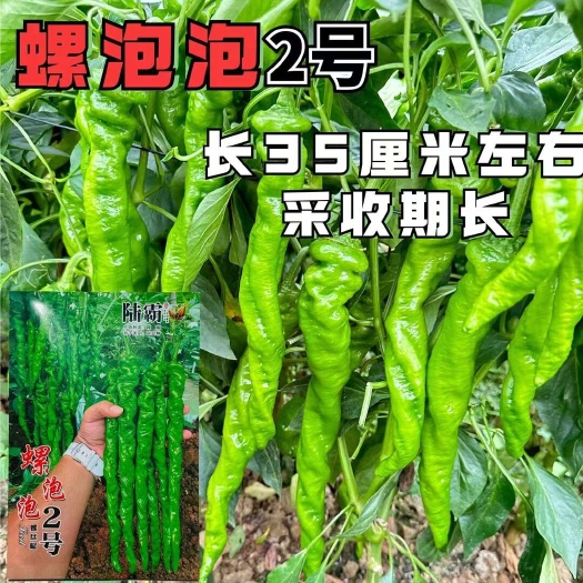 沭阳县陆霸螺泡泡2号辣椒种子 泽旋99全螺大果螺丝椒种子